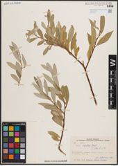 Foto von Salix excelsa S. G. Gmel.